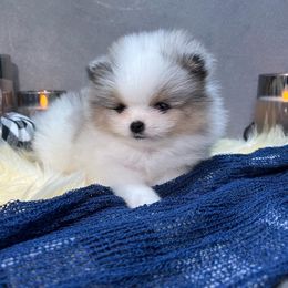Pomeranian puppies from Underland Pomeranians