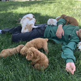 Poodle Puppies from Clegg Poodles