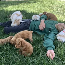 Poodle Puppies from Clegg Poodles