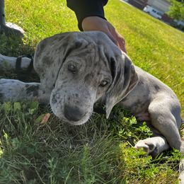 Great Dane Puppies from BkB’s House of Danes