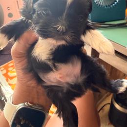 Victor Doom - Black male Shih Tzu puppy in Durham, North Carolina from The 🐾 Tang Clan Chronicle & Nursery