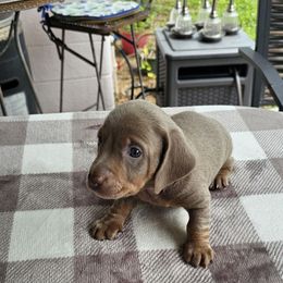 Slick - Fawn (isabella) and cream male Dachshund puppy in Sarasota County, Florida from Donna's Mini Joys