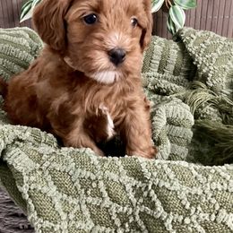Goldendoodle Puppies from Abidoodles Florida