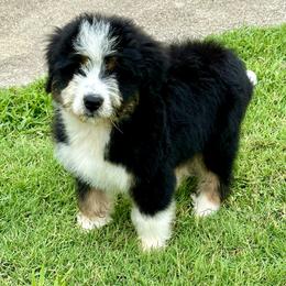 Aussiedoodle and Bernedoodle Puppies from Platinum Bernedoodles of Texas