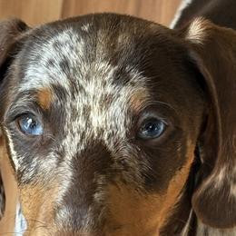 Frankie - Dachshund