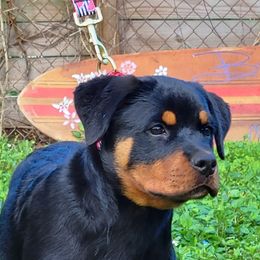 Rottweiler Puppies from Vom Hirschman Rottweiler