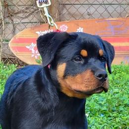 Rottweiler Puppies from Vom Hirschman Rottweiler