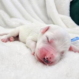 Light Blue - White and black male Dalmatian puppy in Gray, Georgia from Fuller Spots