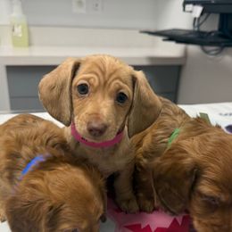 Shaded red male a few dapples - Red male Dachshund puppy in Ironton, Missouri from Kalua's Doxies