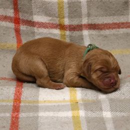 Bronco - Dark golden male Golden Retriever puppy in New Weston, Ohio from Bertke AKC Golden Retrievers and Bernese Mountain Dogs