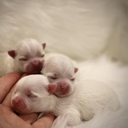 Bailey - White male Maltese puppy in Carmichael, California from Angelic Maltese