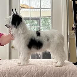 Chinese Crested Puppies from BryMar Chinese Cresteds