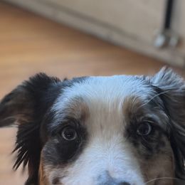 Chickie - Australian Shepherd