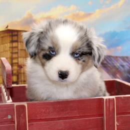 Blue Merle Male2 - Blue merle male Miniature Australian Shepherd puppy in Ronan, Montana from Dirt Road Aussie’s of Montana