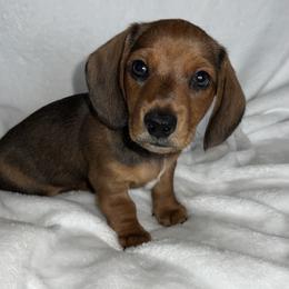 Pickles - Red male Dachshund puppy in West Richland, Washington from Harrington Dachshunds