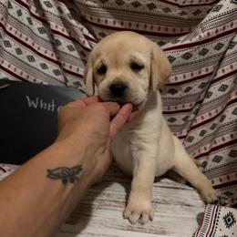 Chata - Yellow female Labrador Retriever puppy in Wittmann, Arizona from AM Labradors