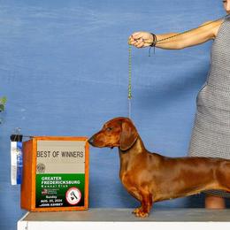 Border Terriers and Dachshunds from Cedar Run Border terriers