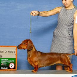 Border Terriers and Dachshunds from Cedar Run Border terriers