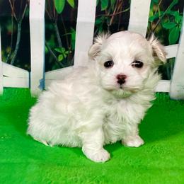 Fern - Cream female Havanese puppy in Apopka, Florida from Dunhill Havanese