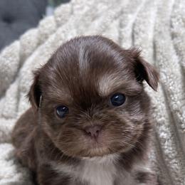 Kallista Kouture - Liver and white female Shih Tzu puppy in Trinity, North Carolina from Trinity Shih Tzu