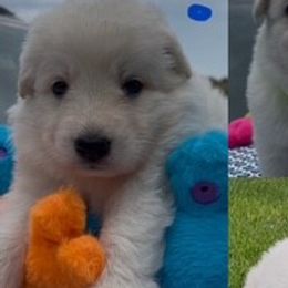 Boy 2 - White male German Shepherd puppy in Valley Springs, South Dakota from Von Pasch German Shepherds