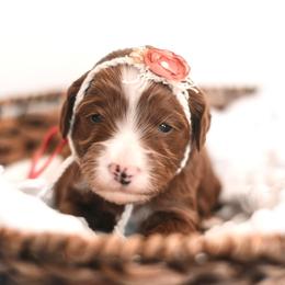 Bernedoodle and Goldendoodle Puppies from Hommel’s Mini Darling Doodles