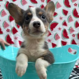 Raichu - Blue male Pembroke Welsh Corgi puppy in Moore, South Carolina from Chaotic Corgi’s