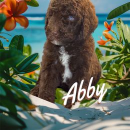 Abby (blue) - Red tri-color female Aussiedoodle puppy in Lakeland, Florida from Poodles Doodles Standard and Mini LLC