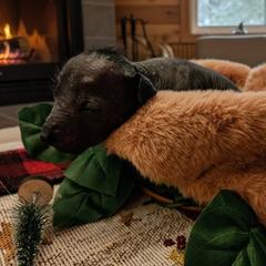 Biri (blue) - Slate male Xoloitzcuintli puppy in Atwater, California from Cen Cal Xoloitzcuintle