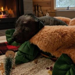 Biri (blue) - Slate male Xoloitzcuintli puppy in Atwater, California from Cen Cal Xoloitzcuintle