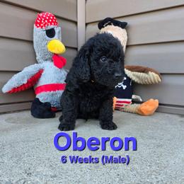 Oberon - Black male Labradoodle puppy in Genoa City, Wisconsin from Sakura Pups