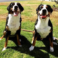 Greater Swiss Mountain Dog All Grown Up from Silver Oak Swissies