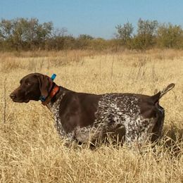 Atticus - German Shorthaired Pointer
