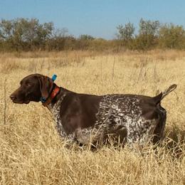 Atticus - German Shorthaired Pointer