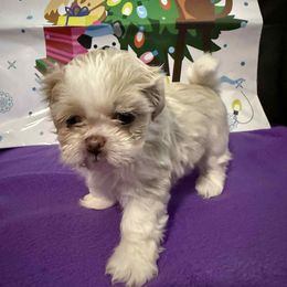 Girl 3 - White female Shih Tzu puppy in Tampa, Florida from Patricia's Adorable Shih Tzu