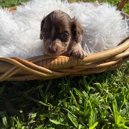 Beau - Dapple male Dachshund puppy in New Albany, Mississippi from Double A. Doxies