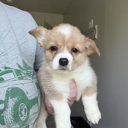 Octavia - Red and white female American Corgi puppy in Longview, Texas from Barker's Corgis