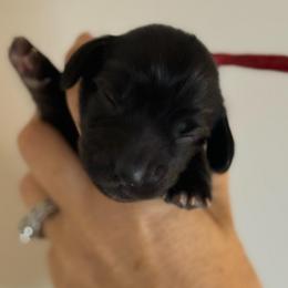 Dottie - Black female Dachshund puppy in Hartsville, Tennessee from B+B Co Miniature Dachshunds