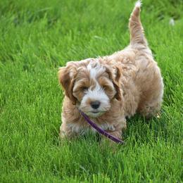 Lucy and Laura - Black and white female Cockapoo puppy in Gap, Pennsylvania from Country View Puppies ( License 18816)