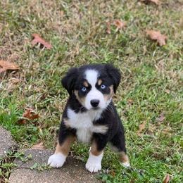 Australian Shepherd and Miniature Australian Shepherd Puppies from Donaldson Aussies