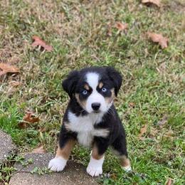 Australian Shepherd and Miniature Australian Shepherd Puppies from Donaldson Aussies