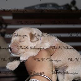 Brown collar - Wheaten male Miniature Schnauzer puppy in Santa Ana, California from The_K_Schnauzers