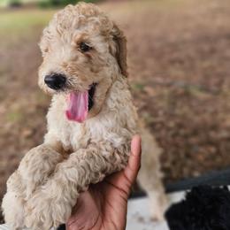 Apollo(Red Collar) - Cream male Poodle puppy in Columbia, South Carolina from Jones Poodles