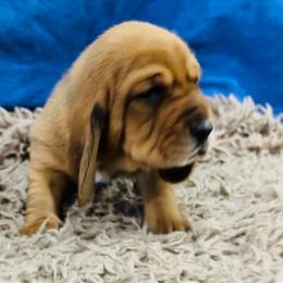 Male Red (Copper) - Red and white male Basset Hound puppy in Oviedo, Florida from Boss Farms