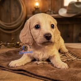 Nova - Cream female Dachshund puppy in Waverly, Ohio from Always Faithful Dachshunds