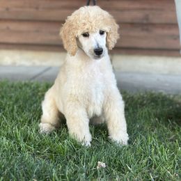 Annabelle - Cream female Poodle puppy in Rocklin, California from Brienwood Poodles