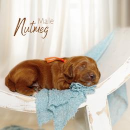 Nutmeg - Red  male Goldendoodle puppy in Mendon, Massachusetts from Comfort & Cuddle Co