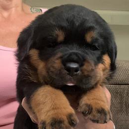 Rain - Black and mahogany female Rottweiler puppy in Crothersville, Indiana from The Solid Rock Kennel