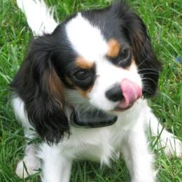 Cavalier King Charles Spaniels from Chestnut Valley Cavs