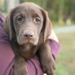 Tilly - Chocolate female Labrador Retriever puppy in Archer Lodge, North Carolina from Archer Lodge Labradors